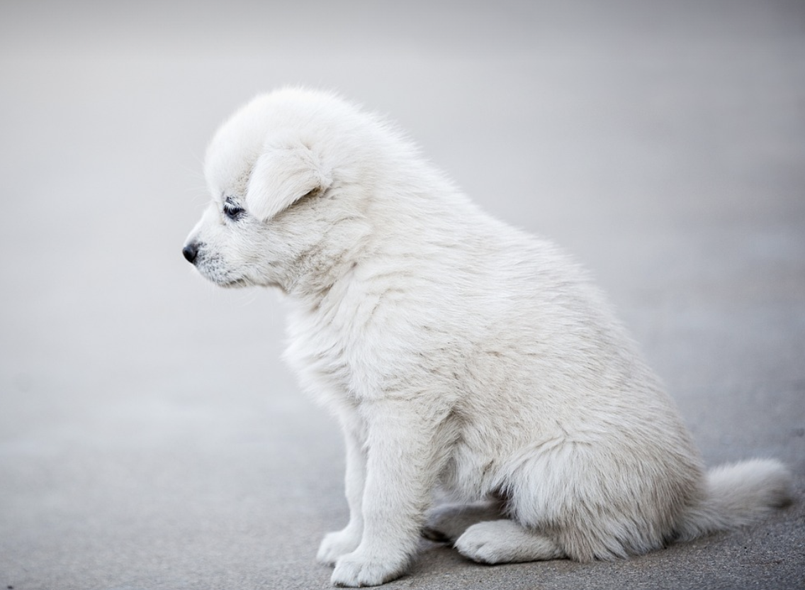 강아지 나이 계산법
