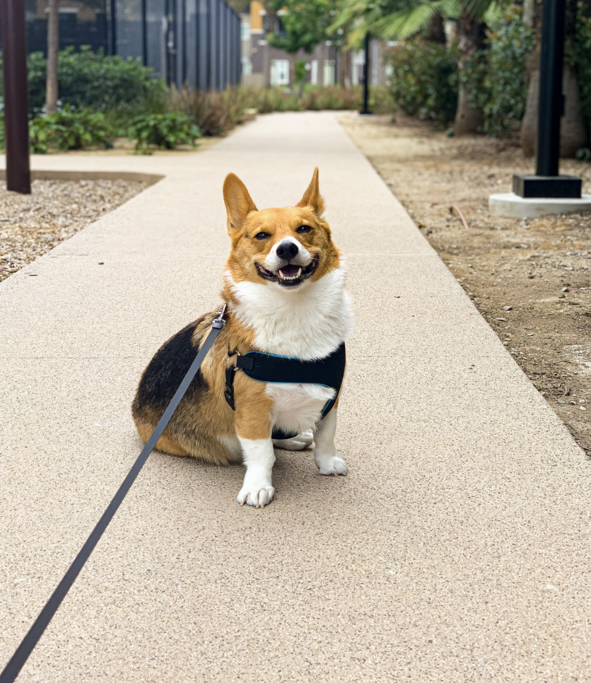 강아지가 좋아하는 사람은 어떤 특징이 있을까요? 무조건 밥만 준다고 좋아하는 건 아닙니다! 강아지가 사랑하는 사람의 6가지 특징과 더욱 친해지는 꿀팁까지 알아보세요. 당신이 강아지의 원픽이 될 수 있는 방법, 지금 확인하세요!
