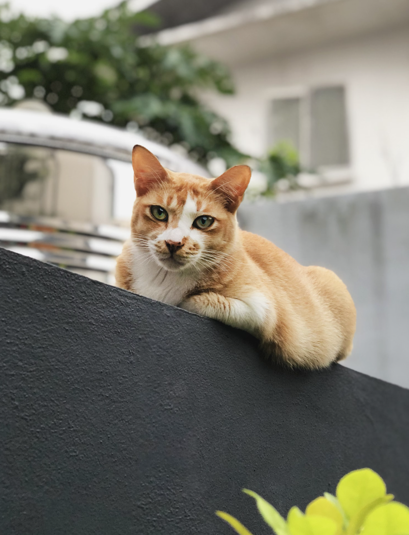 고양이 산책이 왜 위험할까요? '고양이 산책 안되는 이유'를 알아보고, 더 안전한 대체 활동까지 확인하세요!