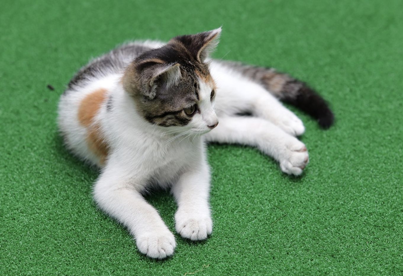 고양이 턱드름(고양이 여드름), 그냥 두면 악화될 수 있어요! 원인부터 치료법, 예방 관리법까지 자세히 알아보세요. 플라스틱 식기 사용이 위험한 이유도 공개!