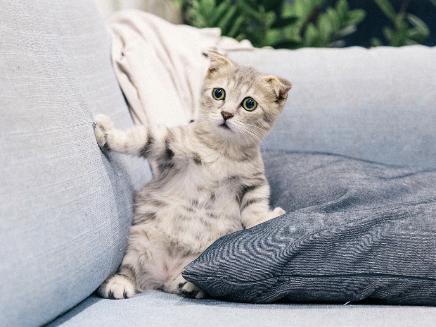 고양이 성격 유형 5가지와 성격별 맞춤 양육법을 알아보세요! 우리 집 고양이의 성격을 파악하고, 최적의 환경을 만들어 주세요.