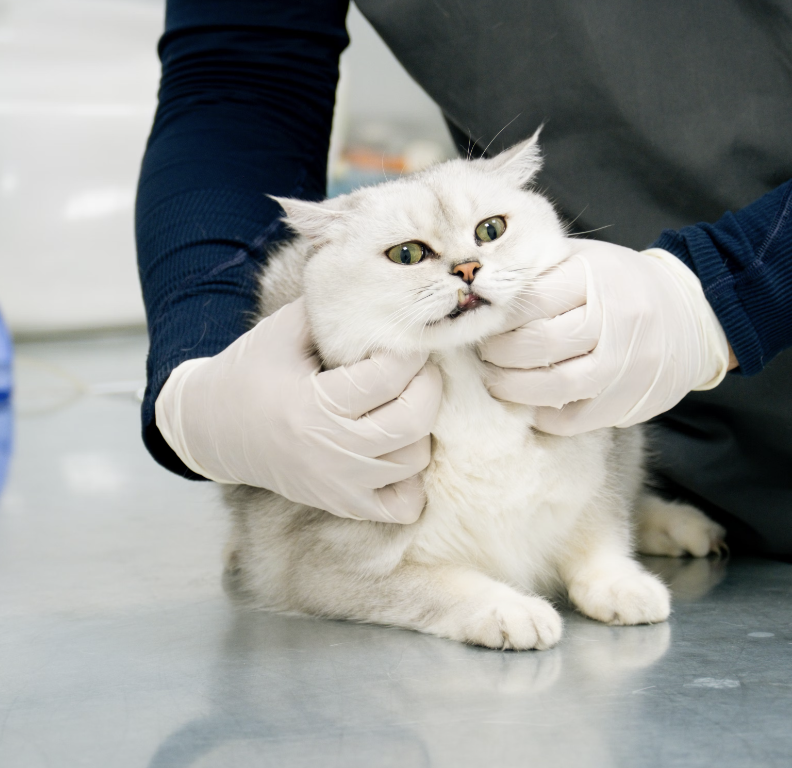 고양이 진드기 감염 증상, 종류, 예방법, 치료법까지 한눈에 확인하세요. 귀 진드기, 털 진드기 등 고양이에게 영향을 주는 진드기를 예방하는 방법을 알려드립니다.